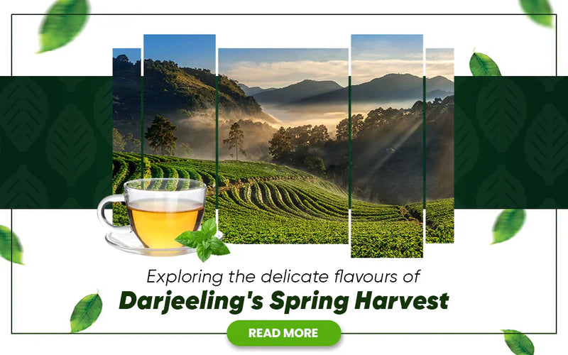 Exploring the Delicate Flavors of Darjeeling's Spring Harvest – Golden Tips