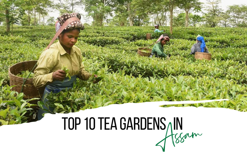 Top 10 Tea Gardens in Assam
