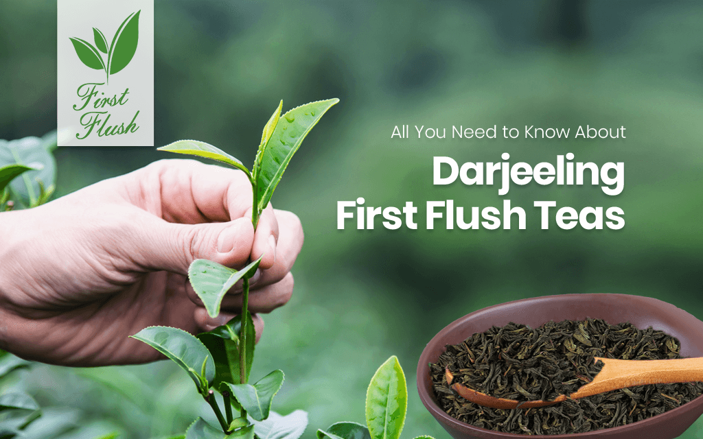 All You Need to Know About Darjeeling First Flush Tea