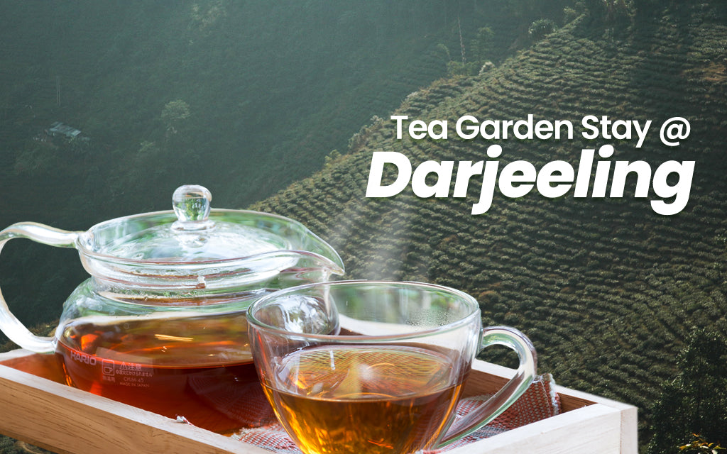 Tea Travel in the Most Beautiful Tea Estates of Darjeeling