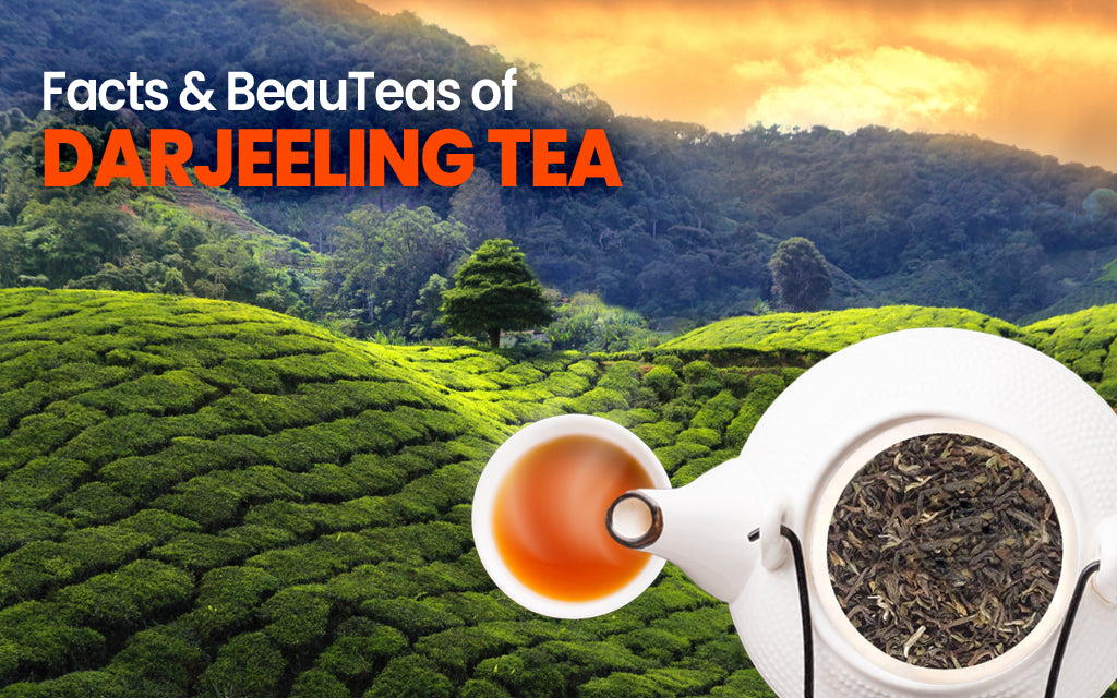Quick Facts About Darjeeling First Flush Tea