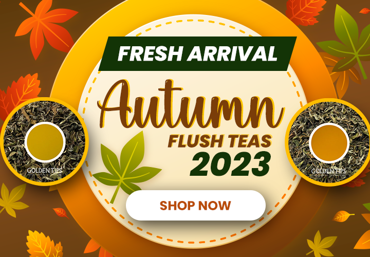 Golden Tips Tea: Buy Premium Loose Leaf Indian Tea, Direct from source