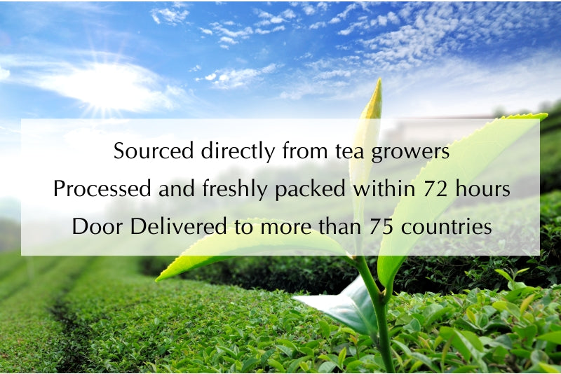 Golden Tips Tea: Buy Premium Loose Leaf Indian Tea, Direct from source